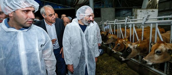 Никол Пашинян посетил животноводческую ферму (10 августа 2018). Лусадзор, Тавуш - Sputnik Армения