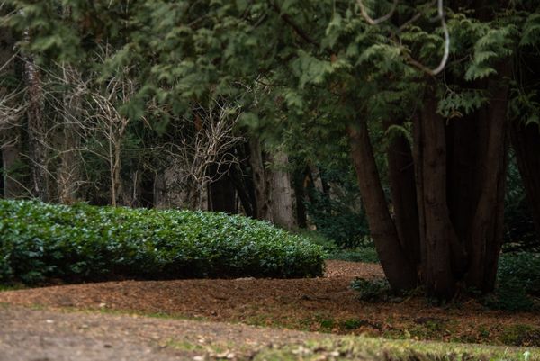 Степанаванский дендропарк - Sputnik Армения