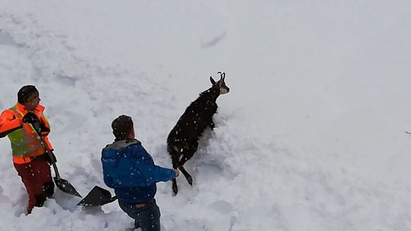 Железнодорожники в Австрии спасли дикую козу из снежного плена - Sputnik Армения