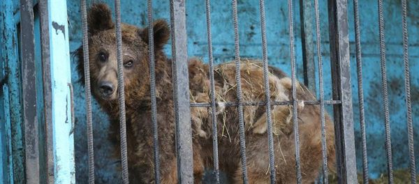 Зоопарк в Гюмри Зоопарк в Гюмри - Sputnik Армения