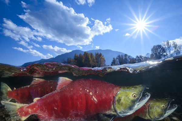 Нерка на снимке Pacific Red Sockeye, получившем почетную награду в номинации Wide-Angle Category конкурса 7th Annual Ocean Art Underwater Photo Contest - Sputnik Армения