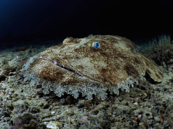 Европейский морской черт на снимке Budego, занявшем 3-е место в категории Compact Wide-Angle конкурса 7th Annual Ocean Art Underwater Photo Contest  - Sputnik Армения