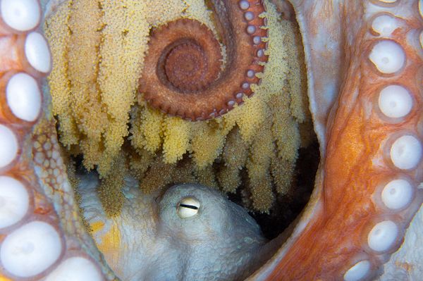 Осьминог, отложивиший икру, на снимке New Life - занявший 5-е место в категории Marine Life Behavior конкурса 7th Annual Ocean Art Underwater Photo Contest - Sputnik Армения