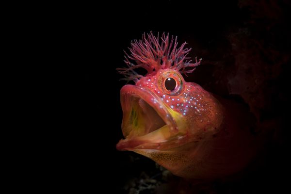 Рыба Chaenopsid Blenny на снимке Roar, удостоившимся почетной награды конкурса 7th Annual Ocean Art Underwater Photo Contest - Sputnik Армения