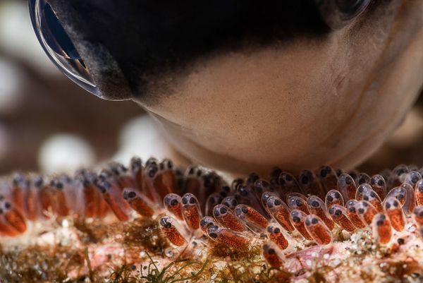 Снимок Love from a Father - занявший 3-ее место в категории Marine Life Behavior конкурса 7th Annual Ocean Art Underwater Photo Contest - Sputnik Армения