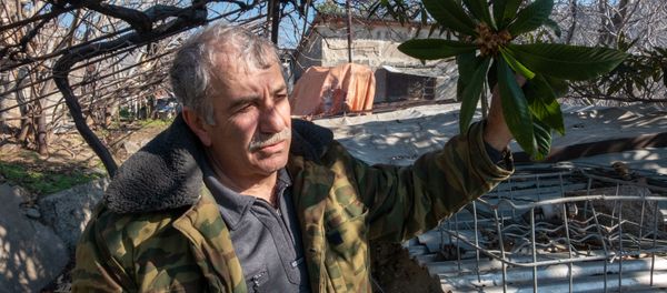 Житель города Мегри Микаэл Цатрян с цветущей мушмулой - Sputnik Армения