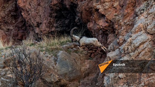 Безоаровый козел у монастыря Нораванк - Sputnik Армения