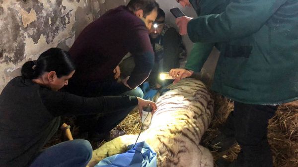 У одного из тигров ереванского зоопарка обнаружен лейкоз У одного из тигров ереванского зоопарка обнаружен лейкоз - Sputnik Армения