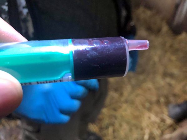 У одного из тигров ереванского зоопарка обнаружен лейкоз У одного из тигров ереванского зоопарка обнаружен лейкоз - Sputnik Армения