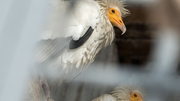 Ереванский зоопарк. Птица. Гриф - Sputnik Армения