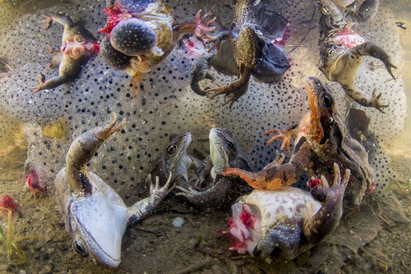 Снимок Harvesting Frogs’ Legs фотографа Bence Mate, победивший в категории Nature конкурса World Press Photo 2019 Снимок Harvesting Frogs’ Legs фотографа Bence Mate, победивший в категории Nature конкурса World Press Photo 2019 - Sputnik Армения