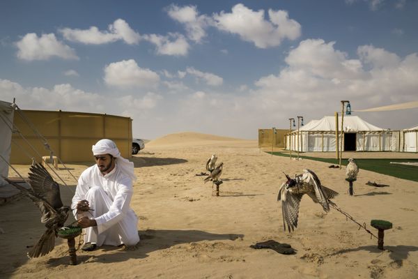 Снимок из серии Falcons and the Arab Influence фотографа Brent Stirton, победивший в категории Nature конкурса Снимок из серии Falcons and the Arab Influence фотографа Brent Stirton, победивший в категории Nature конкурса - Sputnik Армения