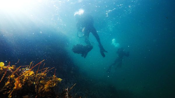 Водолаз в Баренцевом море - Sputnik Армения