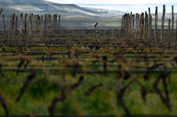 Марафонский забег Vineyard Trial Armenia - Sputnik Армения