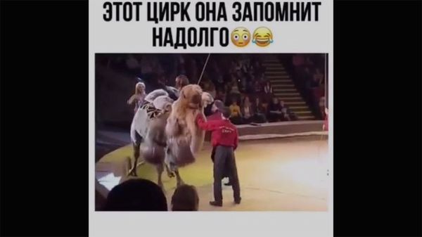 Этот цирк она запомнит надолго - Sputnik Армения