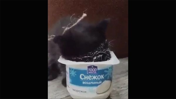 Котенок и творожок - Sputnik Армения