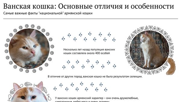 Ванская кошка: основные отличия и особенности - Sputnik Армения