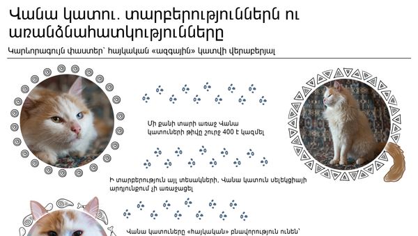 Վանա կատու. տարբերություններն ու առանձնահատկությունները - Sputnik Արմենիա