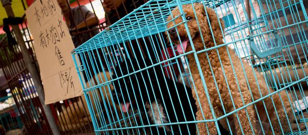Выставленная на продажу собака на рынке в Юйлине, в южной китайской провинции Гуанси (21 июня 2016). Китай Выставленная на продажу собака на рынке в Юйлине, в южной китайской провинции Гуанси (21 июня 2016). Китай - Sputnik Армения