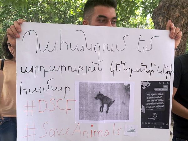 «Պետք է վերջ տալ սպանություններին». ակտիվիստները պահանջում են պաշտպանել կենդանիներին - Sputnik Արմենիա