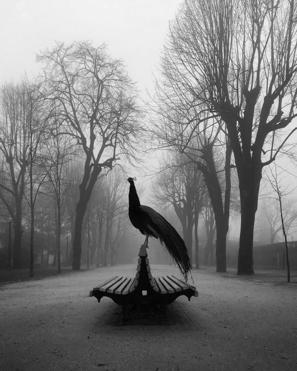 Снимок фотографа Diogo Lage, занявший 1-е место в категории Animals на конкурсе мобильной фотографии iPhone Photography Awards 2019 Снимок фотографа Diogo Lage, занявший 1-е место в категории Animals на конкурсе мобильной фотографии iPhone Photography Awards 2019 - Sputnik Армения