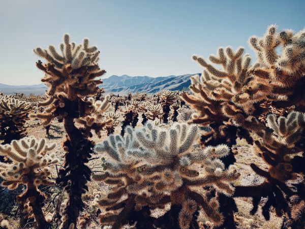 Снимок фотографа Dan Liu, занявший 1 место в категории Floral на конкурсе мобильной фотографии iPhone Photography Awards 2019 Снимок фотографа Dan Liu, занявший 1 место в категории Floral на конкурсе мобильной фотографии iPhone Photography Awards 2019 - Sputnik Армения