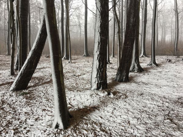Снимок фотографа Christian Helwig, получивший главный приз в номинации TREES конкурса мобильной фотографии iPhone Photography Awards 2019 Снимок фотографа Christian Helwig, получивший главный приз в номинации TREES конкурса мобильной фотографии iPhone Photography Awards 2019 - Sputnik Армения