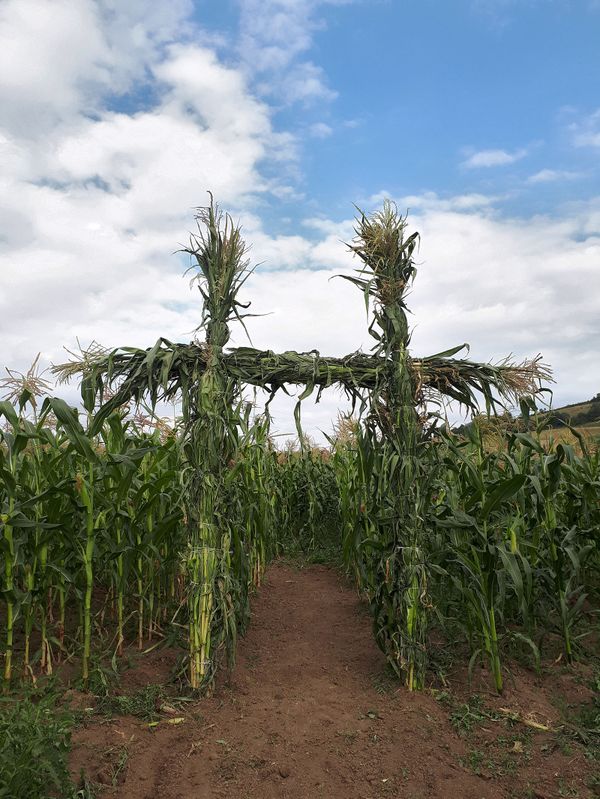 Corn maze по-армянски: ради кого и чего кукурузные поля в Тавуше превратят в лабиринт - Sputnik Армения