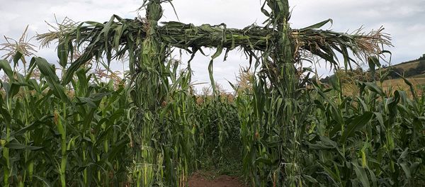 Кукурузное поле Кукурузное поле - Sputnik Արմենիա