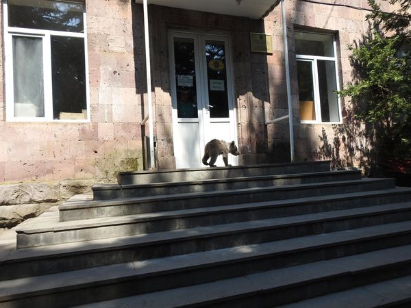 Вольнолюбивый гость: пойманному в Дилижане медвежонку в клетке не понравилось - Sputnik Армения