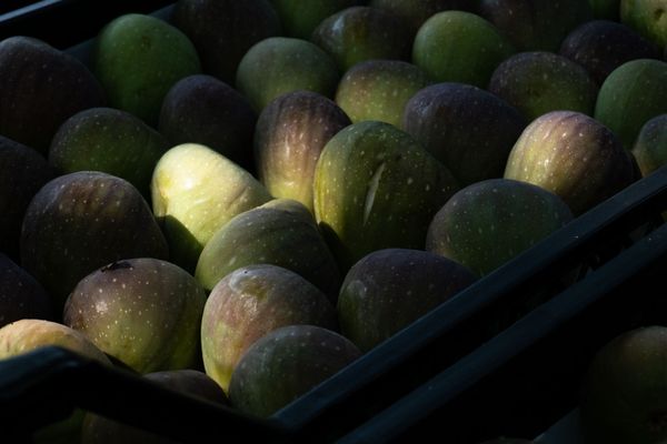 Թզի բերքի մթերում Չինարիում - Sputnik Արմենիա