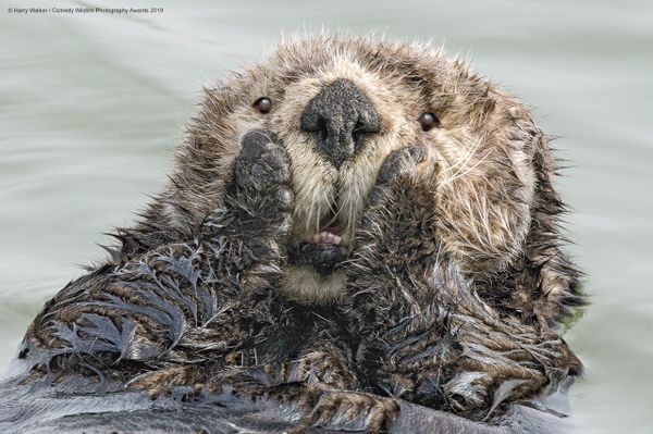 Снимок Oh My американского фотографа Harry M. Walker, вошедший в список финалистов конкурса Comedy Wildlife Photography Awards 2019 - Sputnik Армения