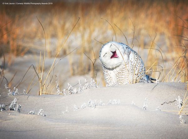 Снимок Holly Jolly Snowy американского фотографа Vicki Jauron, вошедший в список финалистов конкурса Comedy Wildlife Photography Awards 2019 - Sputnik Армения