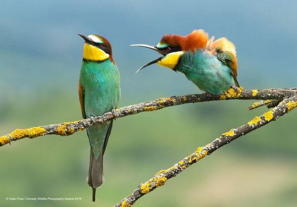 Снимок Family disagreement хорватского фотографа Vlado Pirsa, вошедший в список финалистов конкурса Comedy Wildlife Photography Awards 2019 - Sputnik Армения