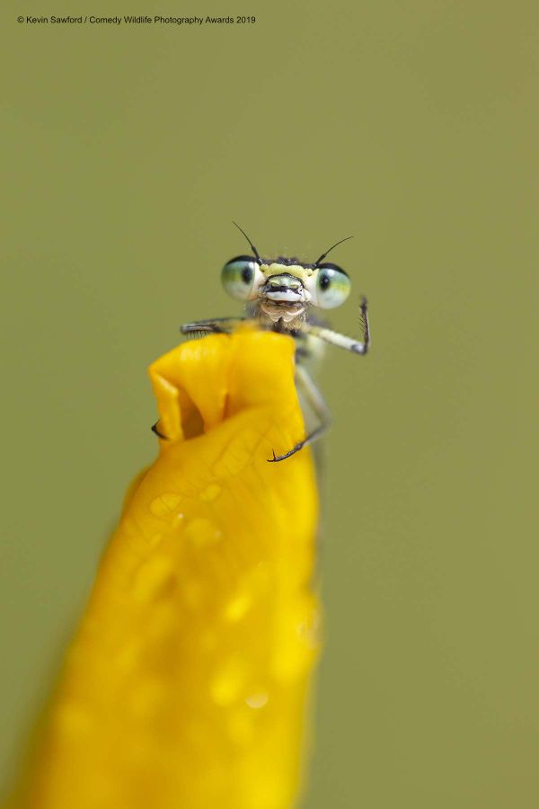 Снимок Hello британского фотографа Kevin SawfordBury, вошедший в список финалистов конкурса Comedy Wildlife Photography Awards 2019 - Sputnik Армения