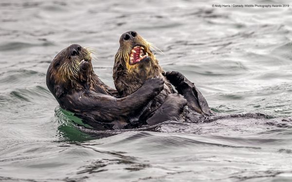 Снимок Haha stop tickling - I surrender! британского фотографа Andy Harris, вошедший в список финалистов конкурса Comedy Wildlife Photography Awards 2019 - Sputnik Армения