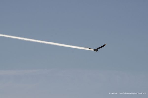 Снимок Is it a bird, is it a plane? британского фотографа Bob Carter, вошедший в список финалистов конкурса Comedy Wildlife Photography Awards 2019 - Sputnik Армения