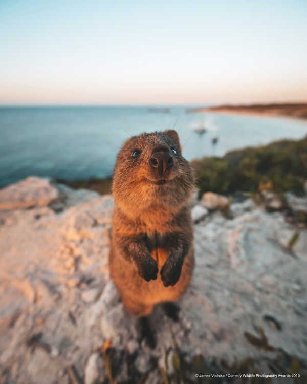 Снимок Excuse Me! австралийского фотографа James Vodicka, вошедший в список финалистов конкурса Comedy Wildlife Photography Awards 2019 - Sputnik Армения