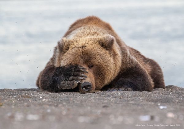 Снимок Monday Morning Blues американского фотографа Eric Fisher, вошедший в список финалистов конкурса Comedy Wildlife Photography Awards 2019 - Sputnik Армения