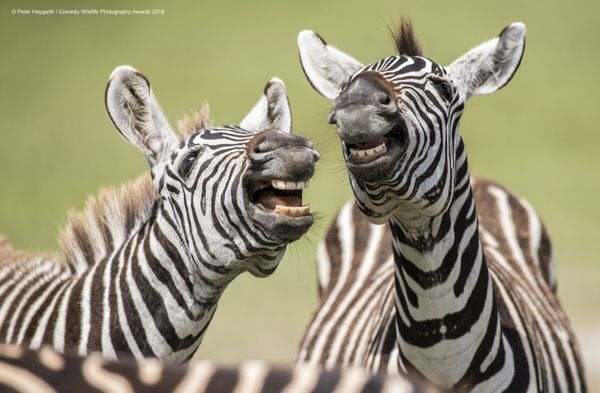 Снимок Laughing Zebra британского фотографа Peter Haygarth, вошедший в список финалистов конкурса Comedy Wildlife Photography Awards 2019 - Sputnik Армения