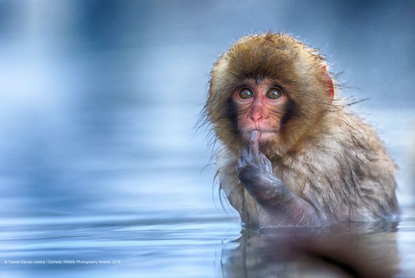 Снимок To be or not to be испанского фотографа Txema Garcia, вошедший в список финалистов конкурса Comedy Wildlife Photography Awards 2019 - Sputnik Армения