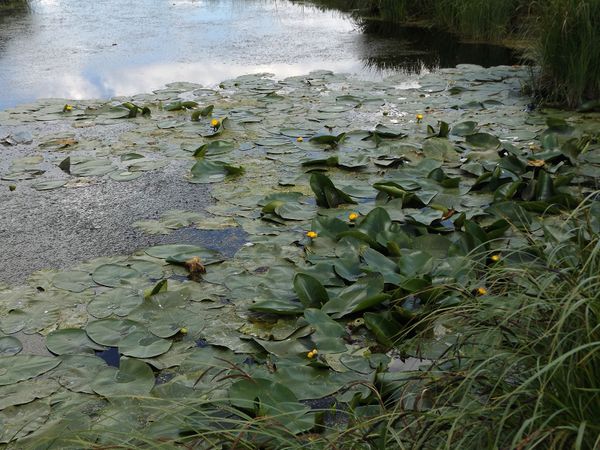 Հավքն իր թևով, օձն իր պորտով այսուհետ չի կարողանա թաքուն մուտք գործել «Արփի լիճ» - Sputnik Արմենիա