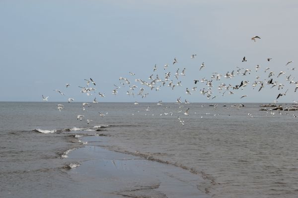 В этом месте Итурупа в Охотские море впадает река Курилка вместе с тысячами горбуш, идущими на нерест — настоящий праздник для чаек и альбатросов. В этом месте Итурупа в Охотские море впадает река Курилка вместе с тысячами горбуш, идущими на нерест — настоящий праздник для чаек и альбатросов. - Sputnik Армения