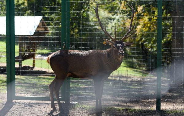 Породистый кавказский олень в Национальном парке Дилижан - Sputnik Армения