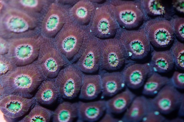 Кораллы вида Montastraea cavernosa Кораллы вида Montastraea cavernosa - Sputnik Армения
