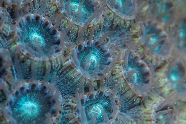 Коралл Montastraea cavernosa в аквариуме Морской лаборатории в Сарасоте, Флорида Коралл Montastraea cavernosa в аквариуме Морской лаборатории в Сарасоте, Флорида - Sputnik Армения