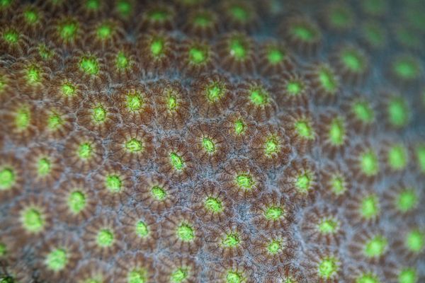 Полипы на коралле вида Orbicella faveolata Полипы на коралле вида Orbicella faveolata - Sputnik Армения