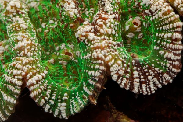 Полипы на коралле вида Mycetophyllia alicia Полипы на коралле вида Mycetophyllia alicia - Sputnik Армения