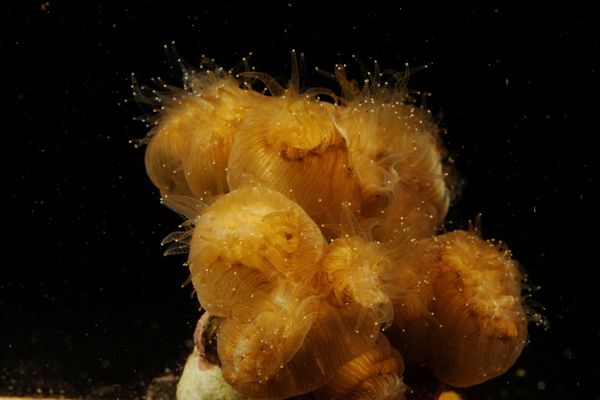 Полипы на коралле вида Eusmilia fastigiata Полипы на коралле вида Eusmilia fastigiata - Sputnik Армения