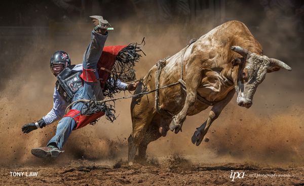 Снимок Mad Cow фотографа  Tony Law, победивший в категории Sports Photographer Of the Year среди Non-Professional конкурса International Photography Awards 2019 - Sputnik Армения